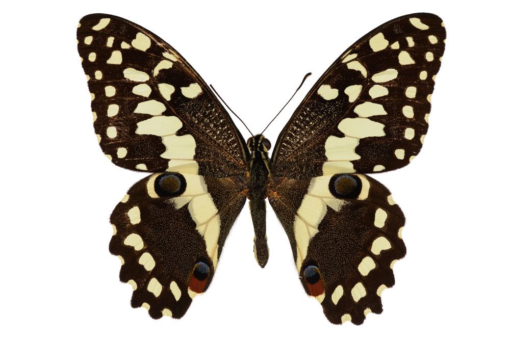 Papilio demodocus  Familie der Ritterfalter,  74 mm Flügelspannweite, Jemen
